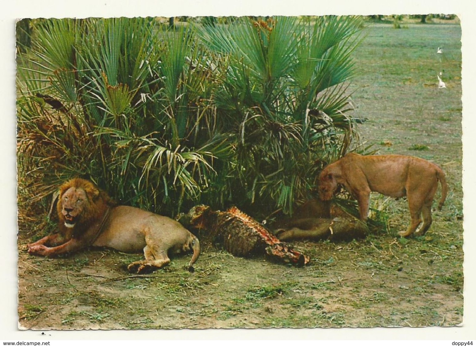 CARTE POSTALE THEME LION  ETHIOPIE - Ethiopie