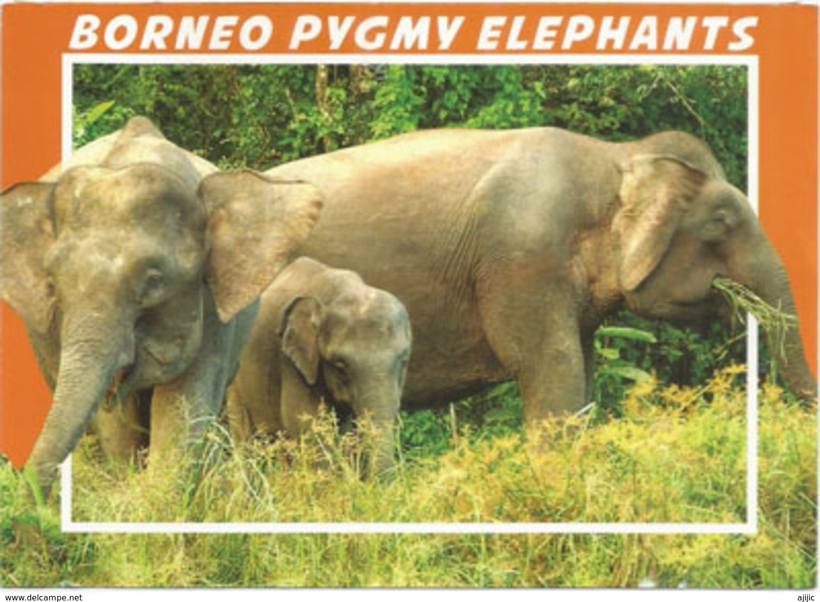 Borneo Pygmy Elephants,Malaysia, Postcard Addressed To ANDORRA,with Arrival Postmark - Elephants