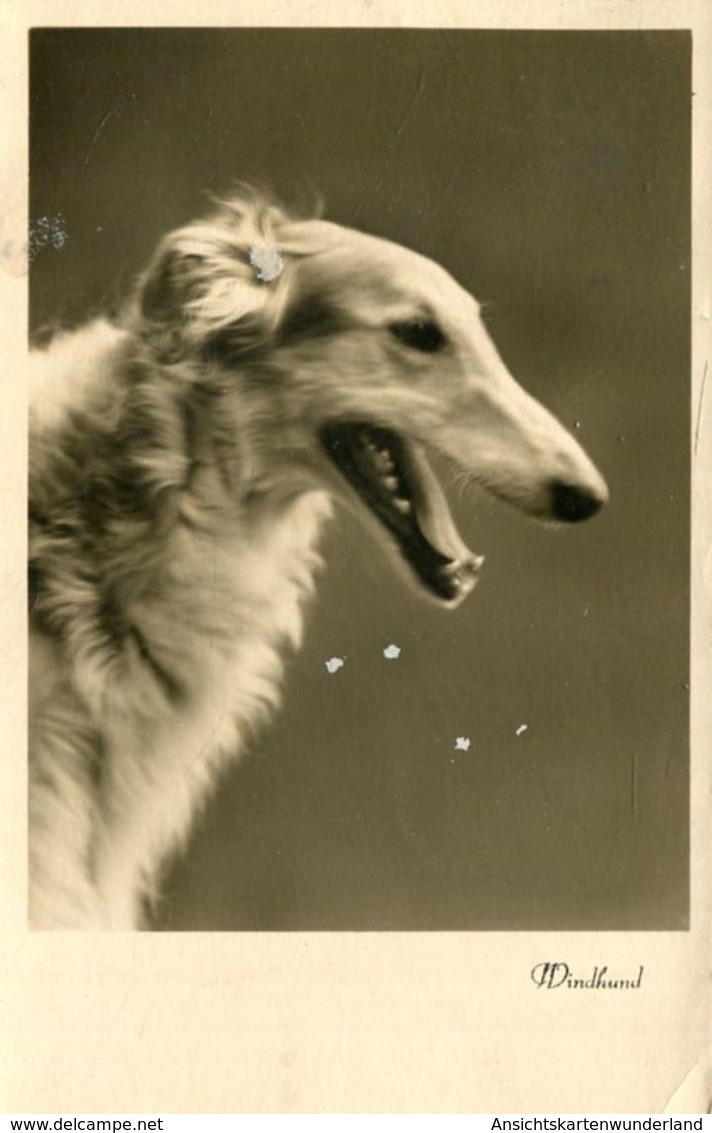 003251 Windhund 1944 - Hunde