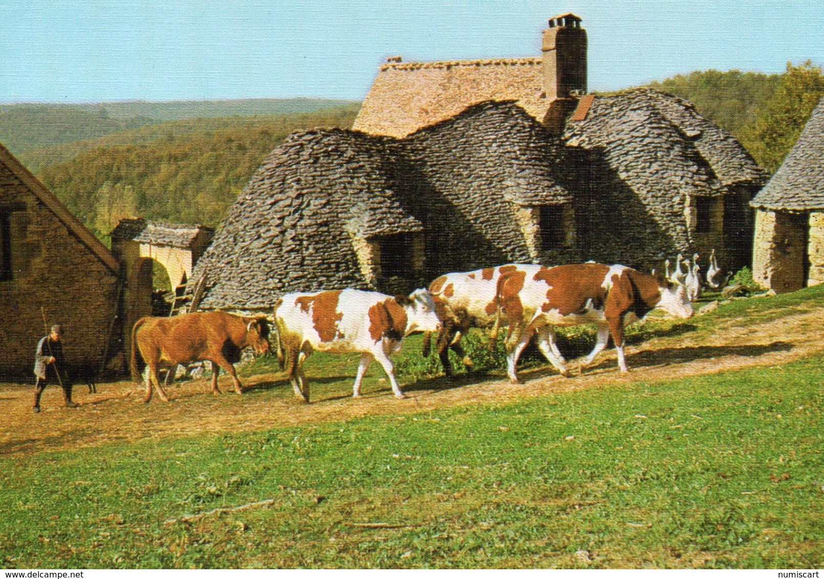 Vaches Animaux Vache Boeufs Veau Paturages Ferme élevage St-André-d'Allas Dordogne - Vaches