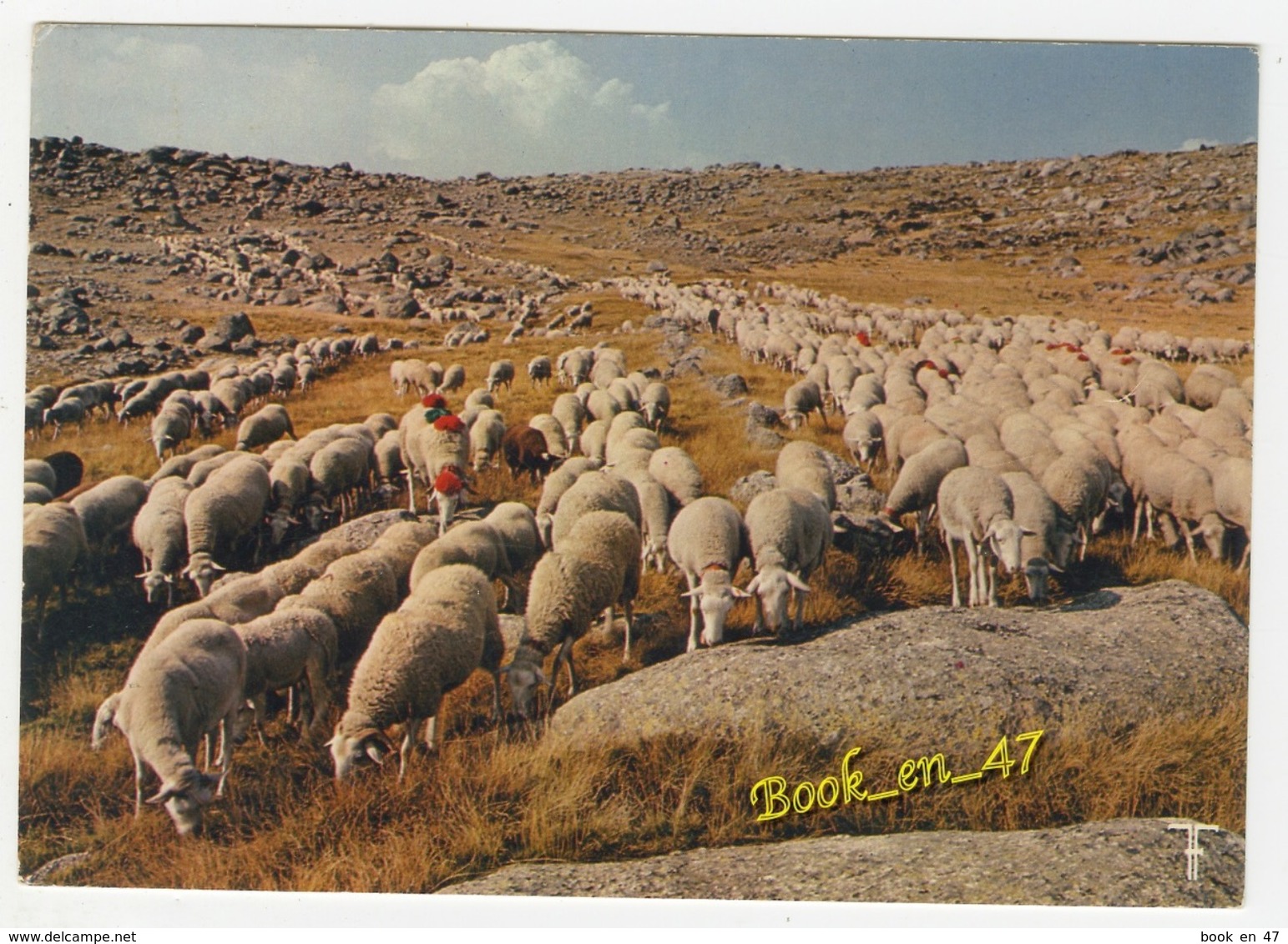 {37364} Transhumance , Dans Les Granits Du Mont Lozère - Elevage