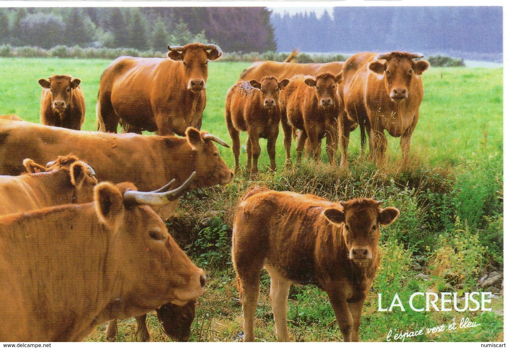 Vaches Animaux Vache Boeufs Veau Paturages Ferme élevage Troupeau Animée La Creuse - Cows