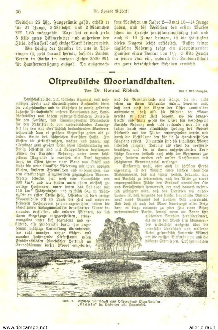 Ostpreußische Moorlandschaften / Artikel, Entnommen Aus Kalender /1909 - Bücherpakete