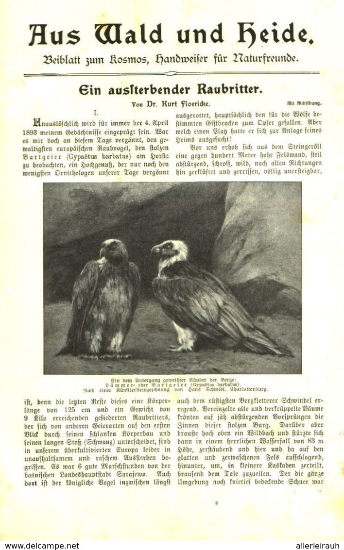 Ein Aussterbender Raubritter (Lämmer-oder Bartgeier) / Artikel, Entnommen Aus Kalender /1909 - Paketten