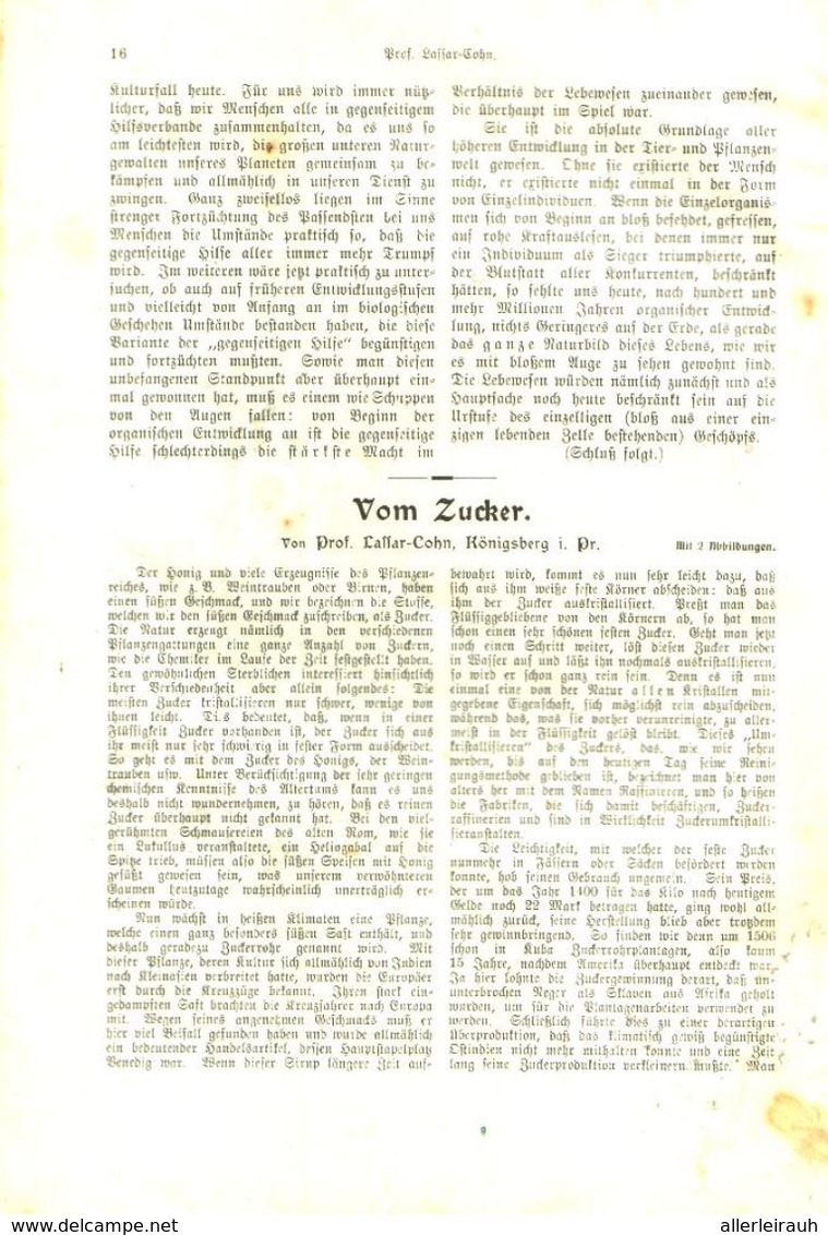 Vom Zucker/ Artikel, Entnommen Aus Kalender /1909 - Bücherpakete