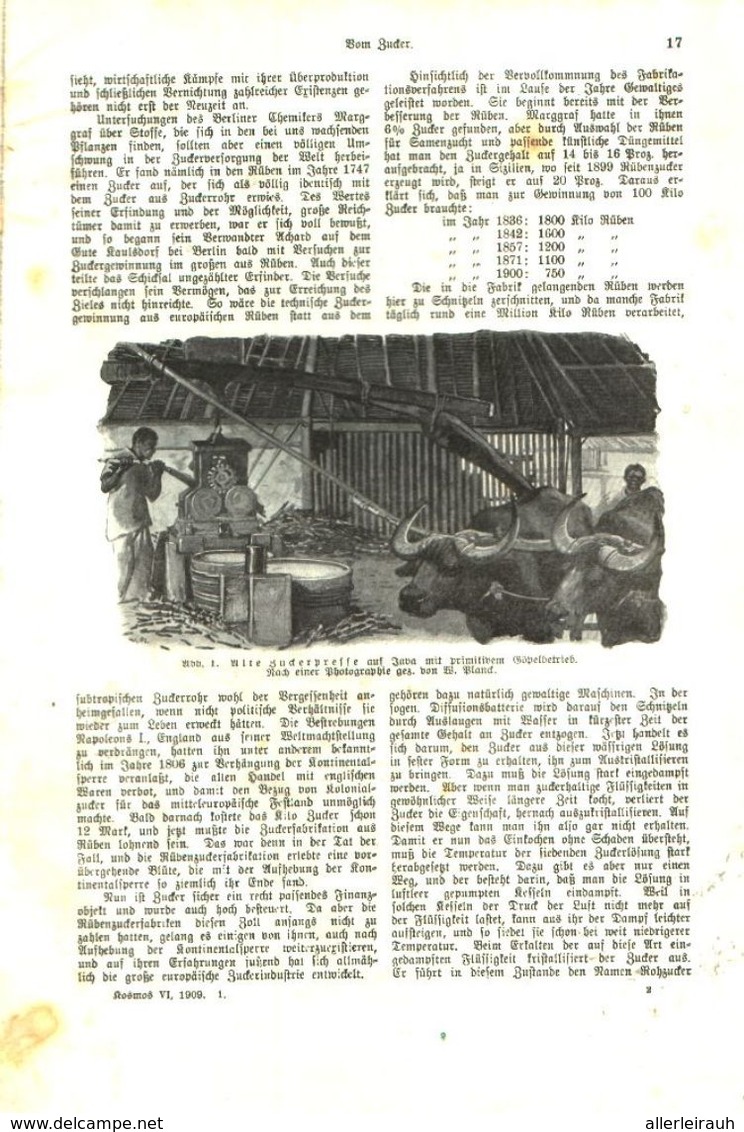Vom Zucker/ Artikel, Entnommen Aus Kalender /1909 - Paketten