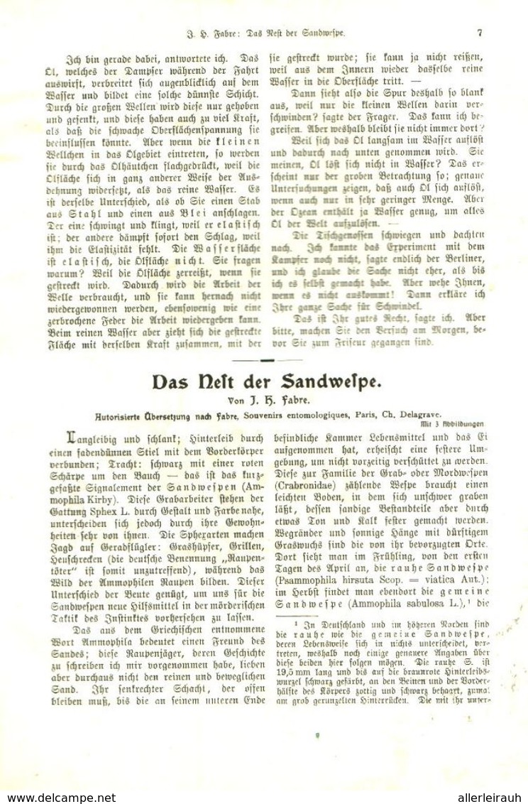 Vom Zucker/ Artikel, Entnommen Aus Kalender /1909 - Bücherpakete