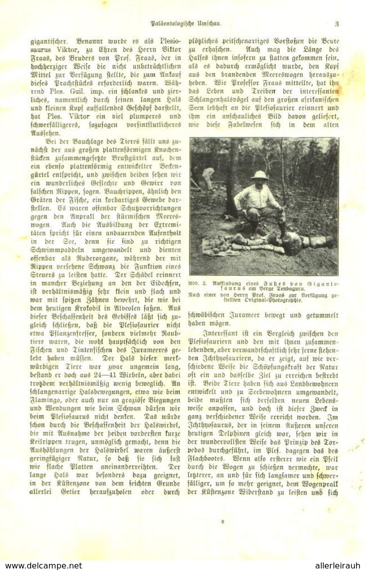 Paläontologische Umschau/ Artikel, Entnommen Aus Kalender /1909 - Colis