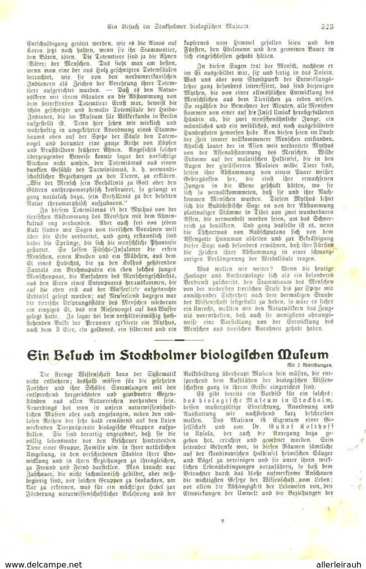 Ein Besuch Im Stockholmer Biologischen Museum / Artikel, Entnommen Aus Kalender /1909 - Bücherpakete