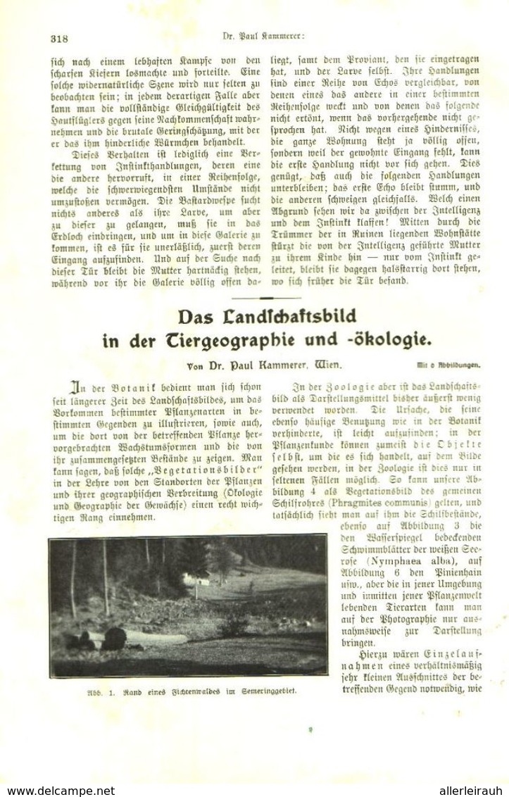 Das Landschaftsbild In Der Tiergeographie Und Ökologie / Artikel, Entnommen Aus Kalender /1909 - Paketten