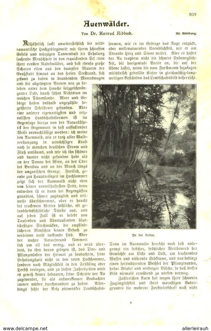 Auenwälder / Artikel, Entnommen Aus Kalender /1909 - Paketten