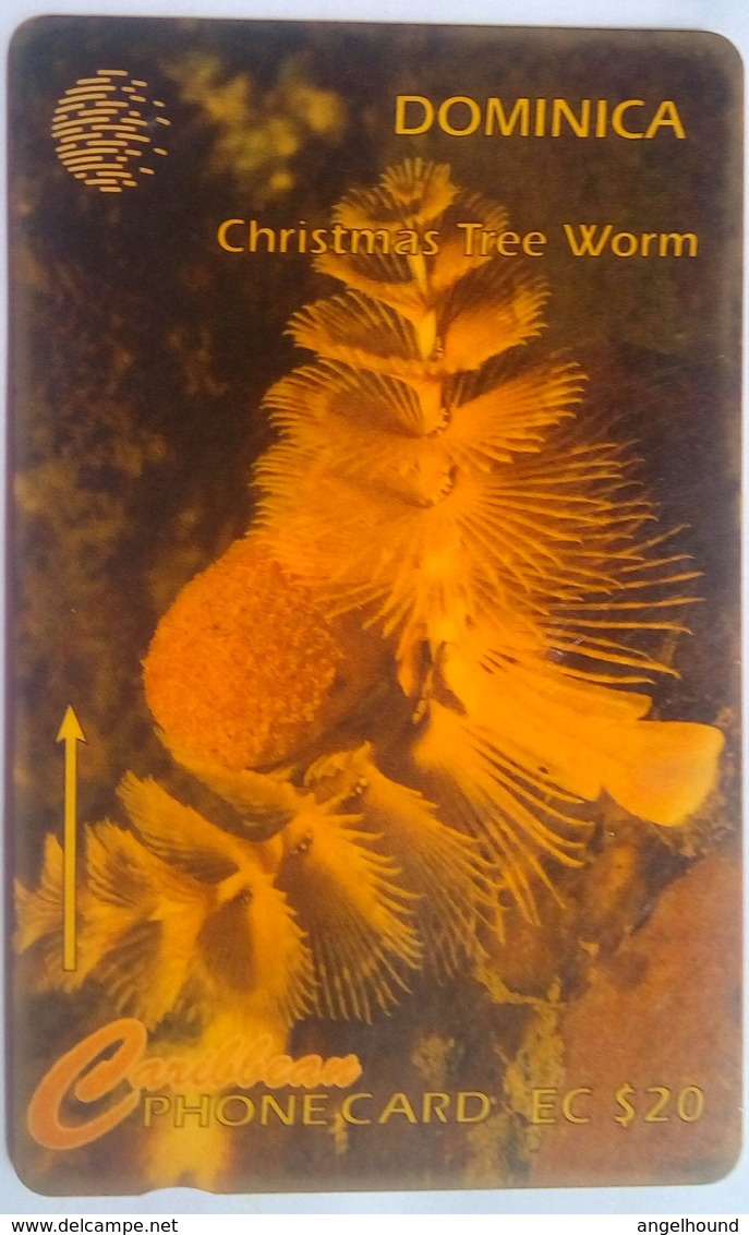 7CDMK Christmas Tree Worm EC$20 - Dominique
