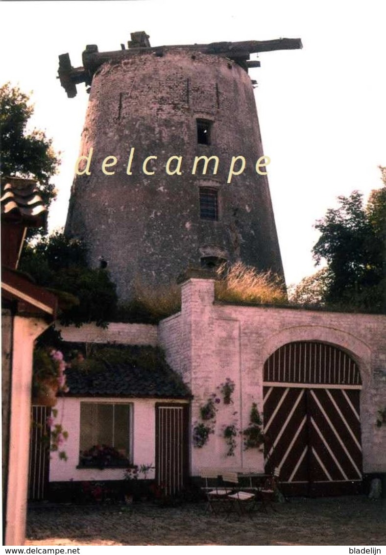 HEKELGEM - Affligem (Vlaams-Brabant) - Molen/moulin - Zeldzame Opname Van Molen De Vis In 1961 (na Onttakeling) - Affligem