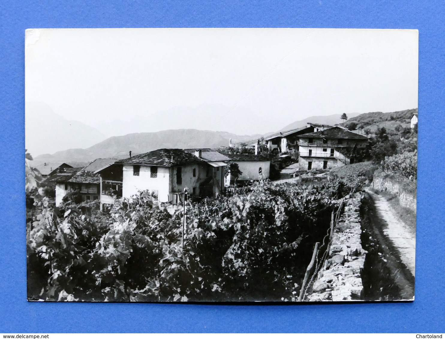 Cartolina Cortesano - Panorama - 1967 - Trento