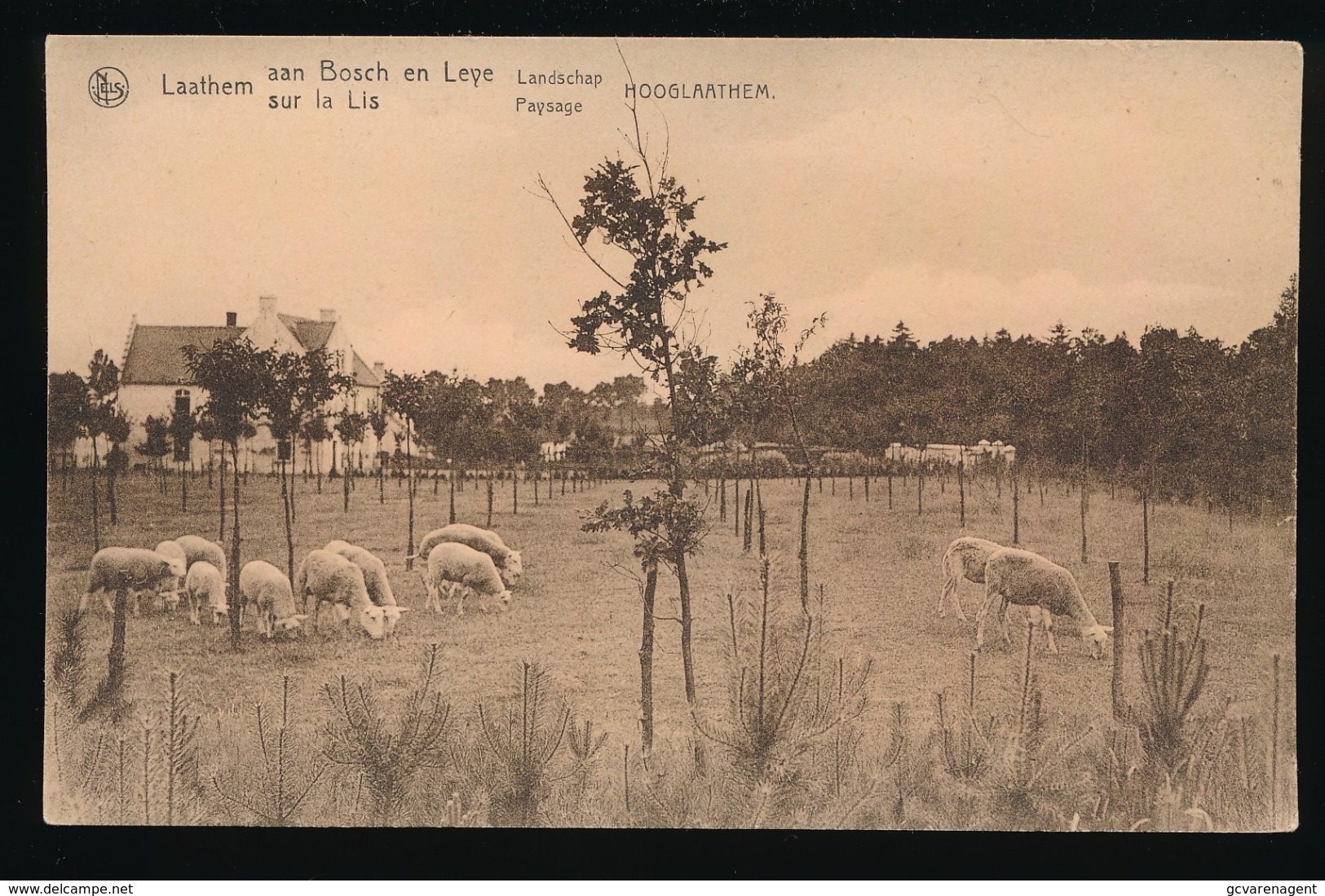 LAATHEM - HOOGLAATHEM - LATEM = AANBOSCH EN LEYE - LANDSCHAP - Sint-Martens-Latem