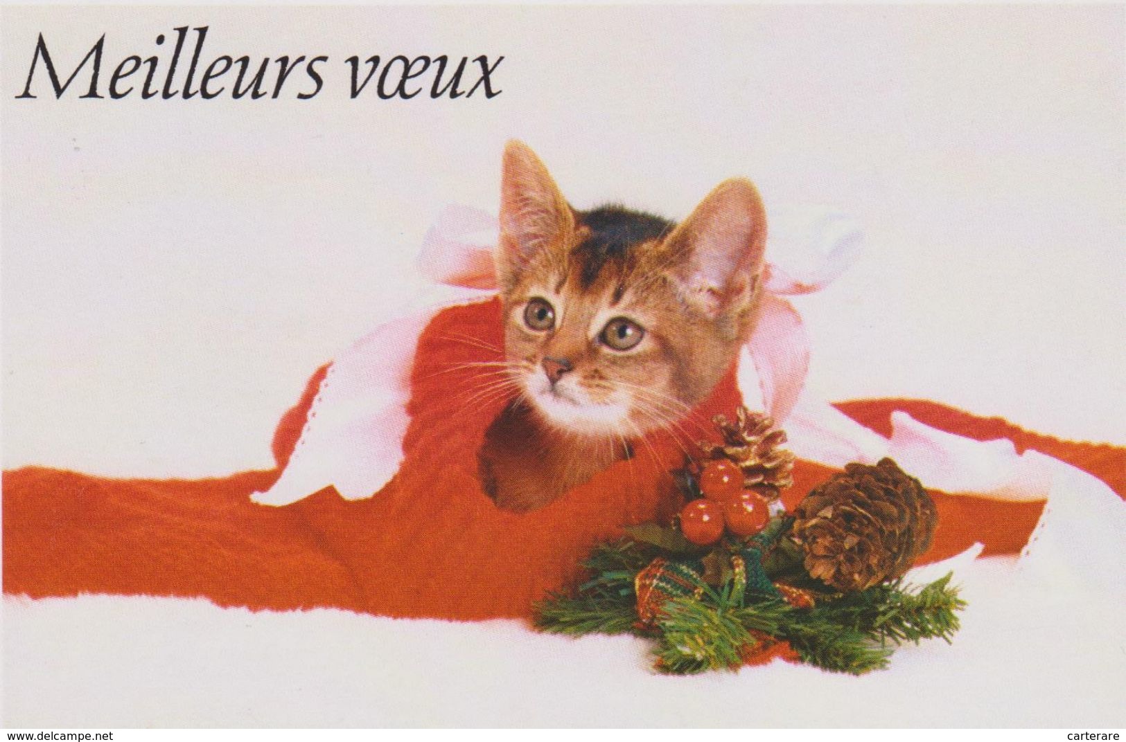 CARTE,MEILLEURS VOEUX,AVEC CHAT,JOUEUR,LE ROI DE LA CACHETTE,CAT,CHATON - Cats