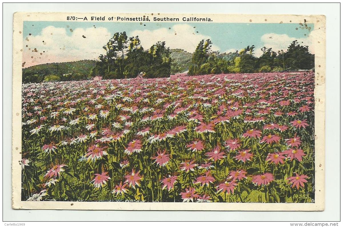 CALIFORNIA - A FLELD OF POINSETTLAS, SOUTHERN CALIFORNIA 1928 - VIAGGIATA FP - Los Angeles