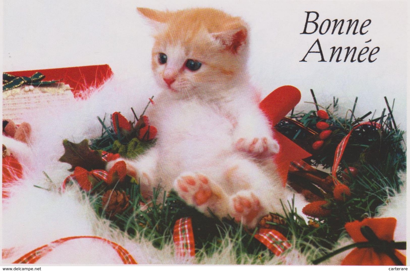 Carte Bonne Année,avec Chat,brun,blanc,chaton,ca T,beaux Yeux,nid De Sapin - Cats