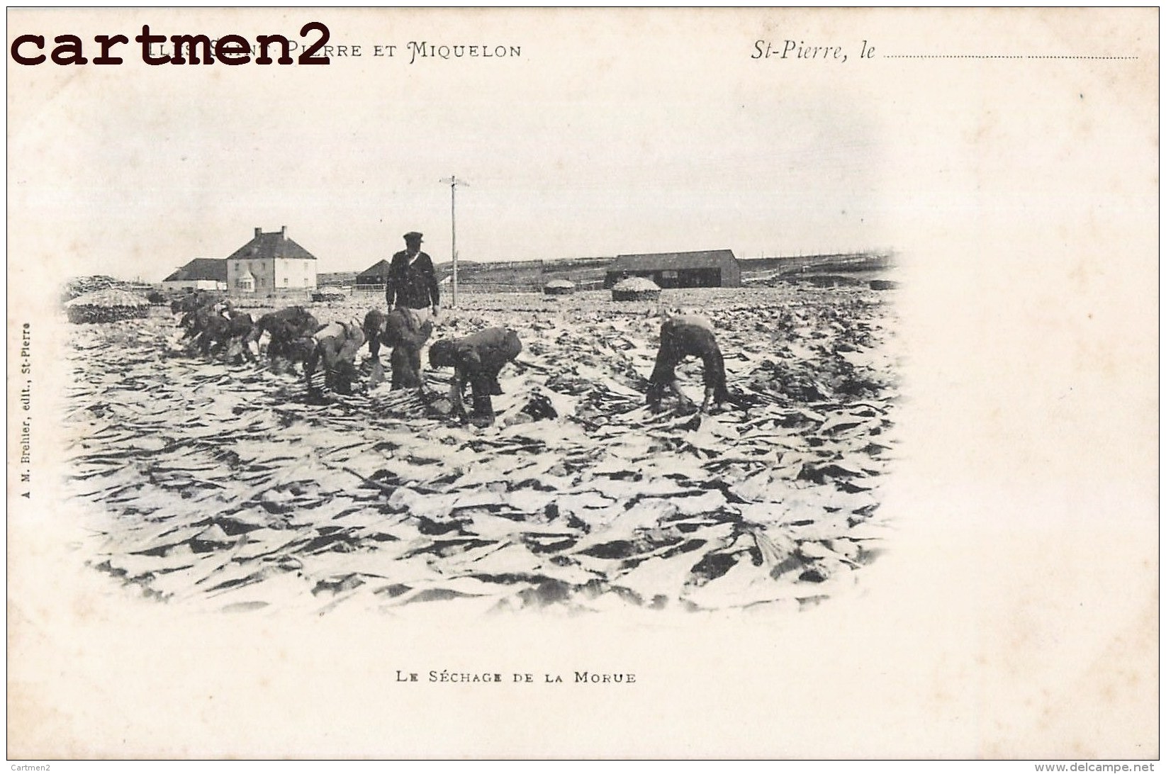 SAINT-PIERRE-ET-MIQUELON LE SECHAGE DE LA MORUE PECHE PECHEURS 1900 - Saint Pierre And Miquelon