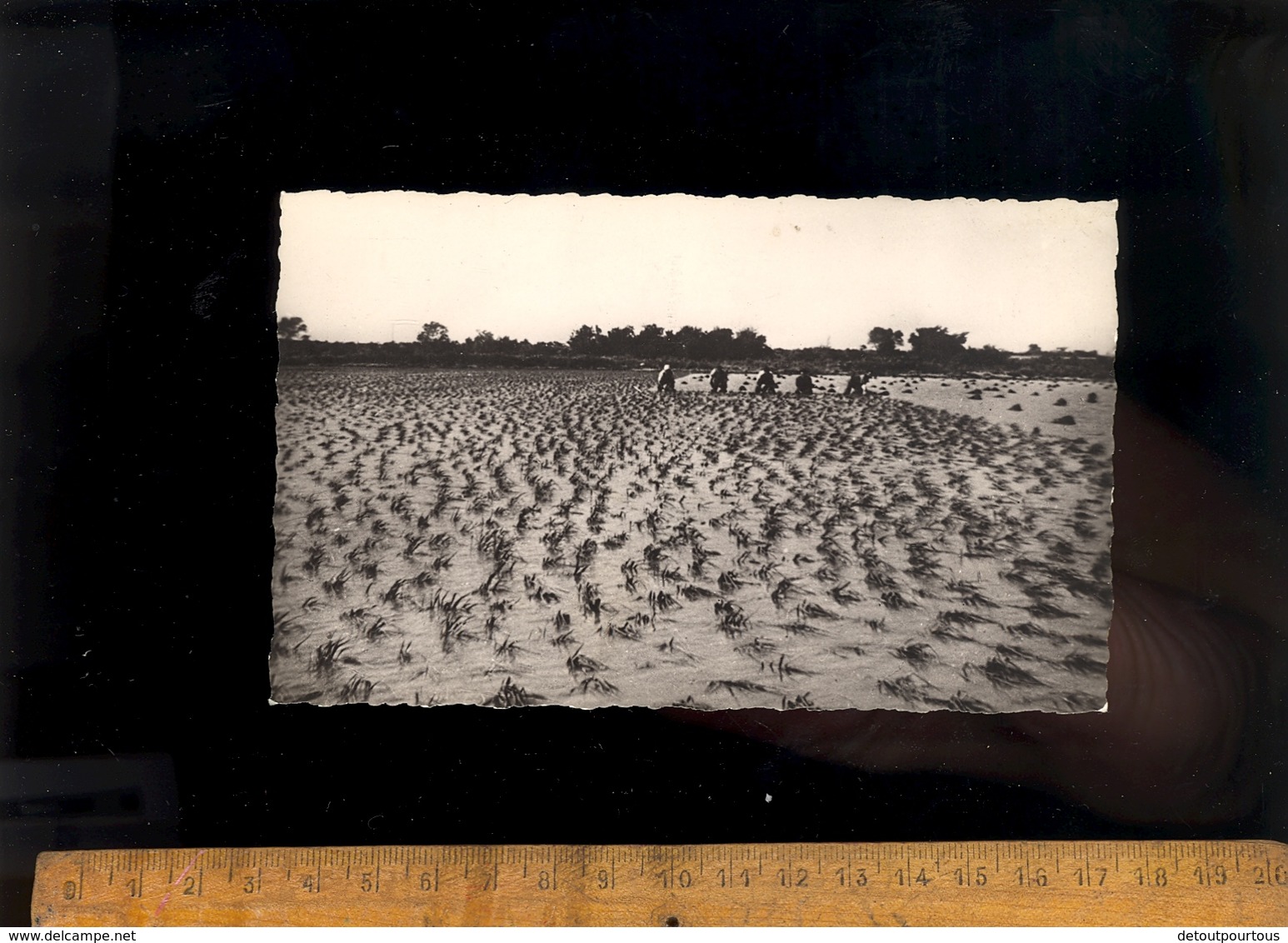 AIGUES MORTES Gard 30 : Une Rizière En Camargue Plantation De Riz Agriculture Cutlure - Aigues-Mortes