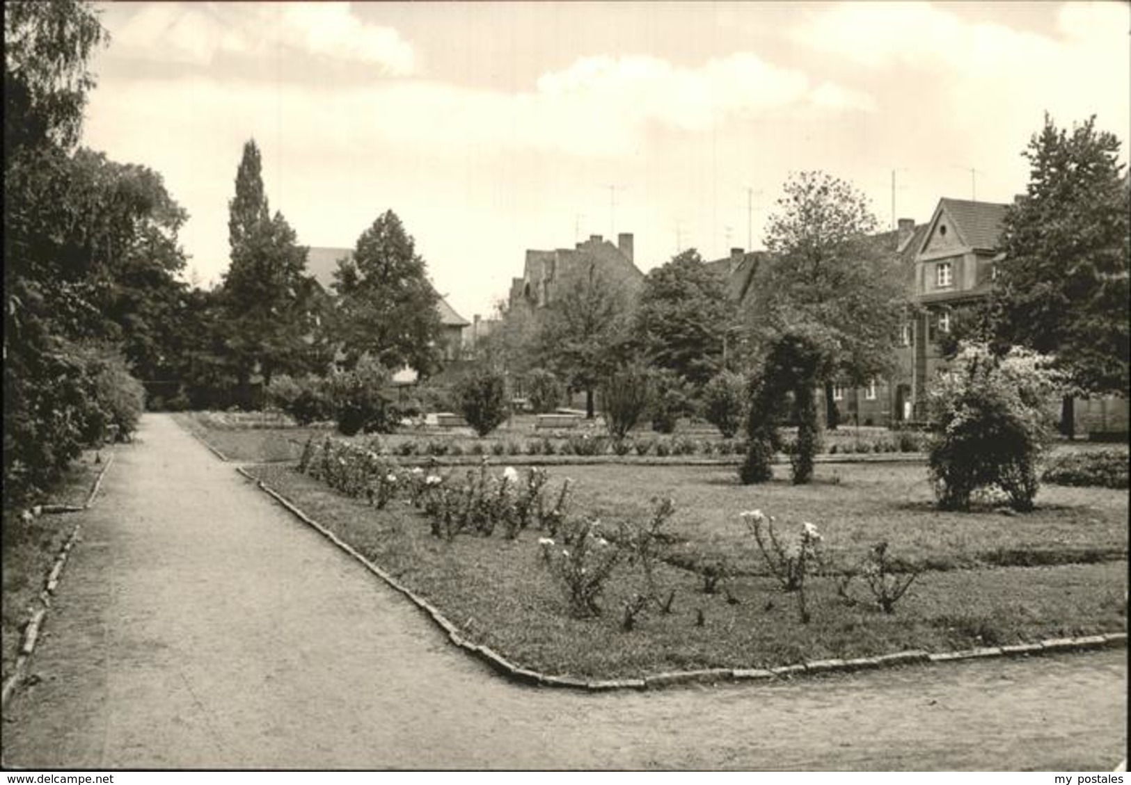 41239244 Aschersleben Rosarium Aschersleben - Aschersleben