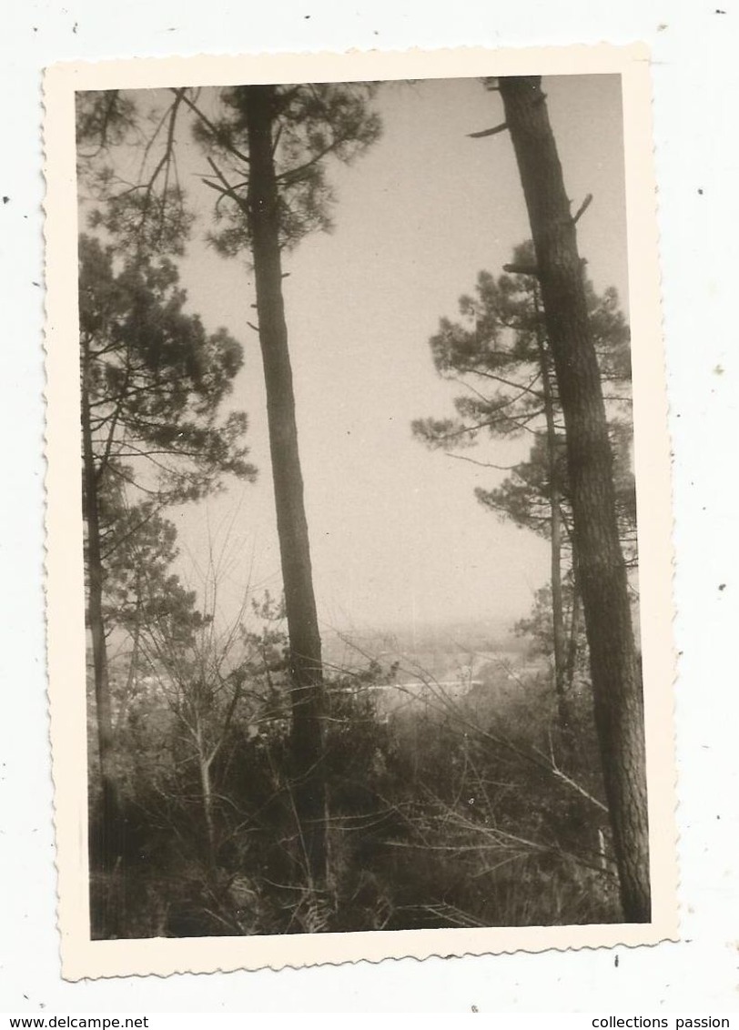 PHOTOGRAPHIE , 12.5 X 8.5 , Dordogne , 24, LE FLEIX ,pont Sur LaDordogne à Travers Les Pins ,1963 - Lieux