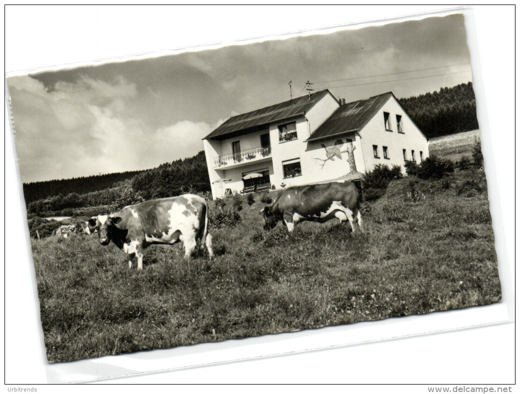 1 Ansichtkarte Gerolstein Mullenborn Pension Haus Waldfrieden - Gerolstein