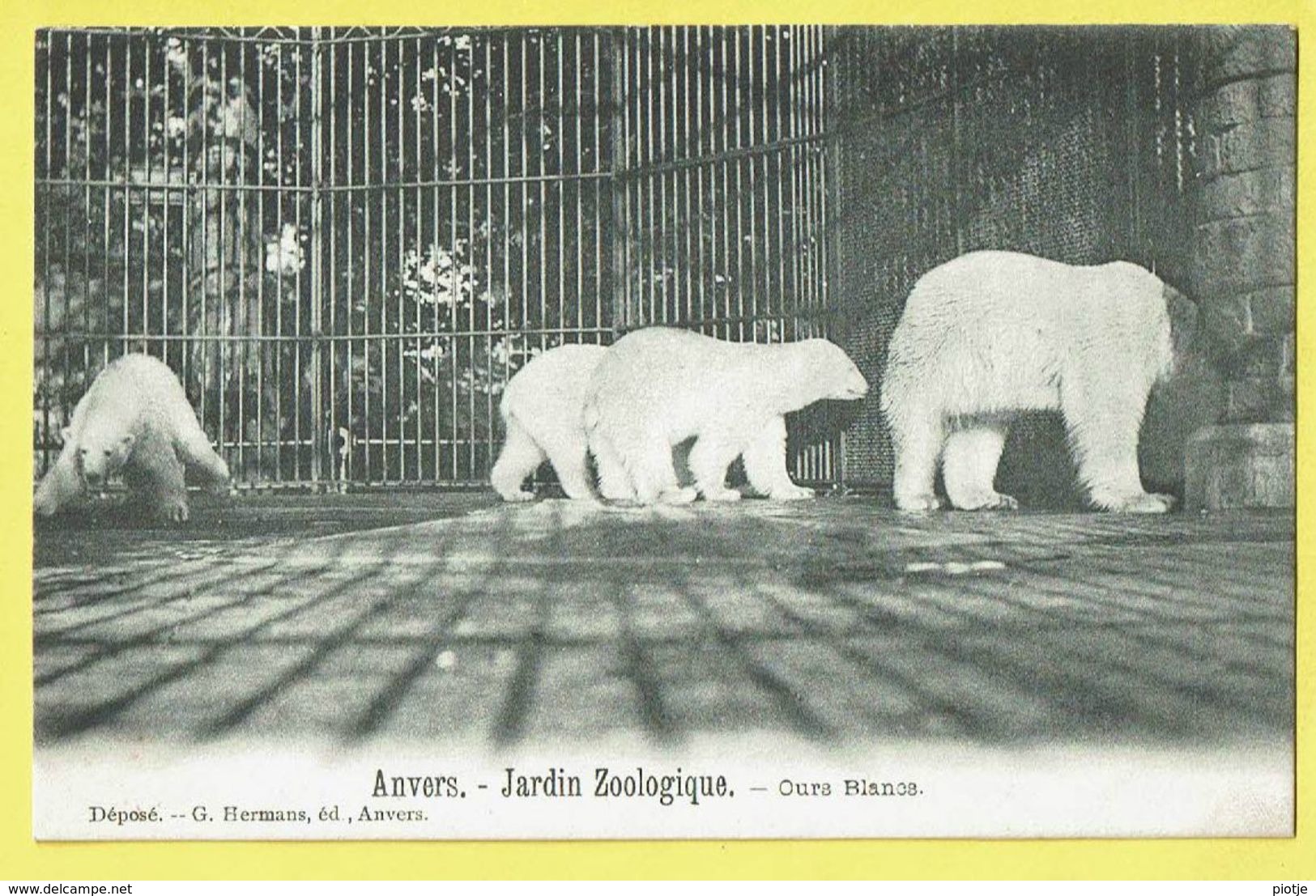 * Antwerpen - Anvers - Antwerp * (G. Hermans) Jardin Zoologique, Zoo, Dierentuin, Ours Blancs, Ijsbeer, Bear, Animal TOP - Antwerpen