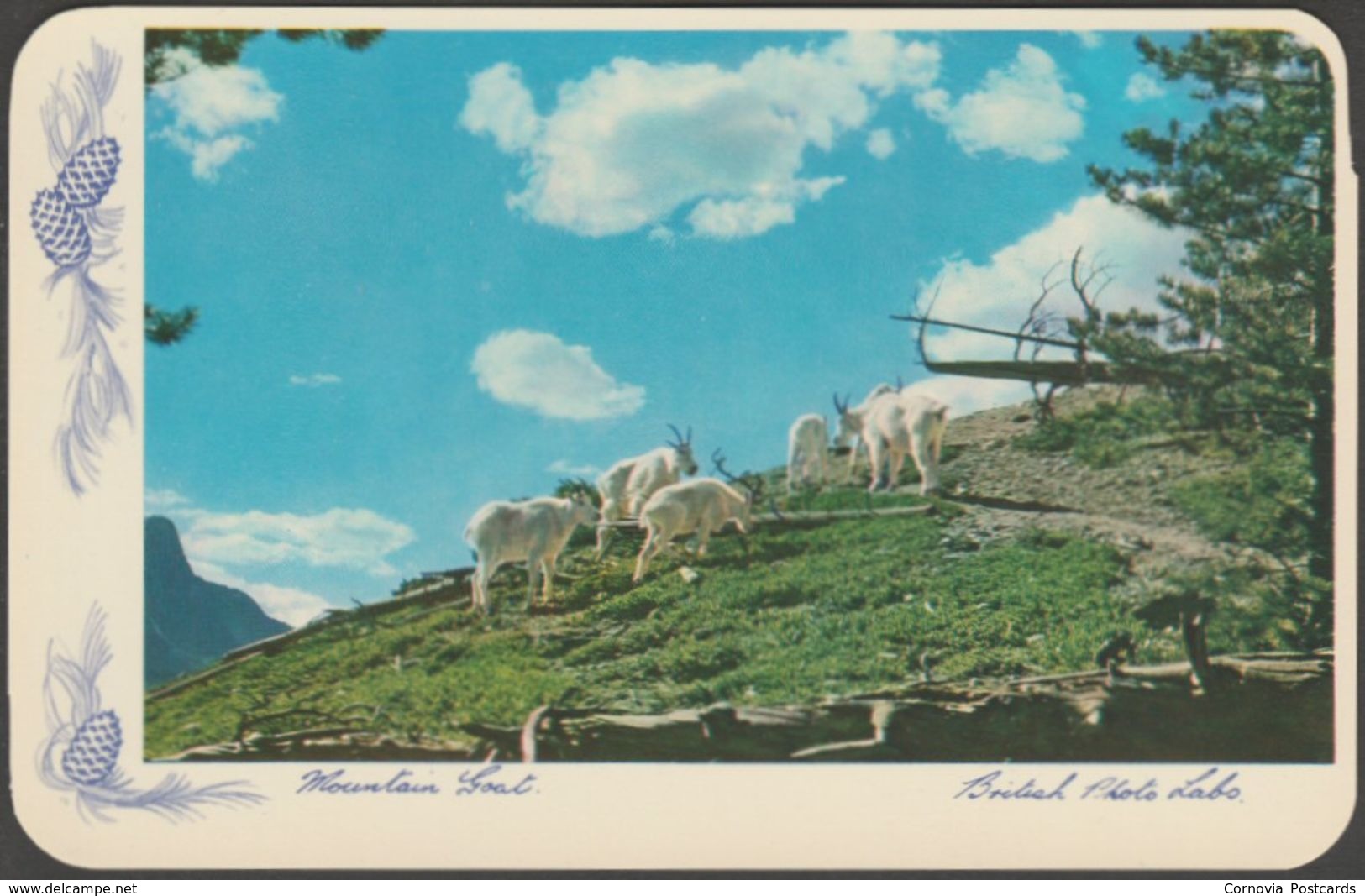 Animals of the Canadian Rockies, 1957 - Smith Lithograph Co Eight Postcards