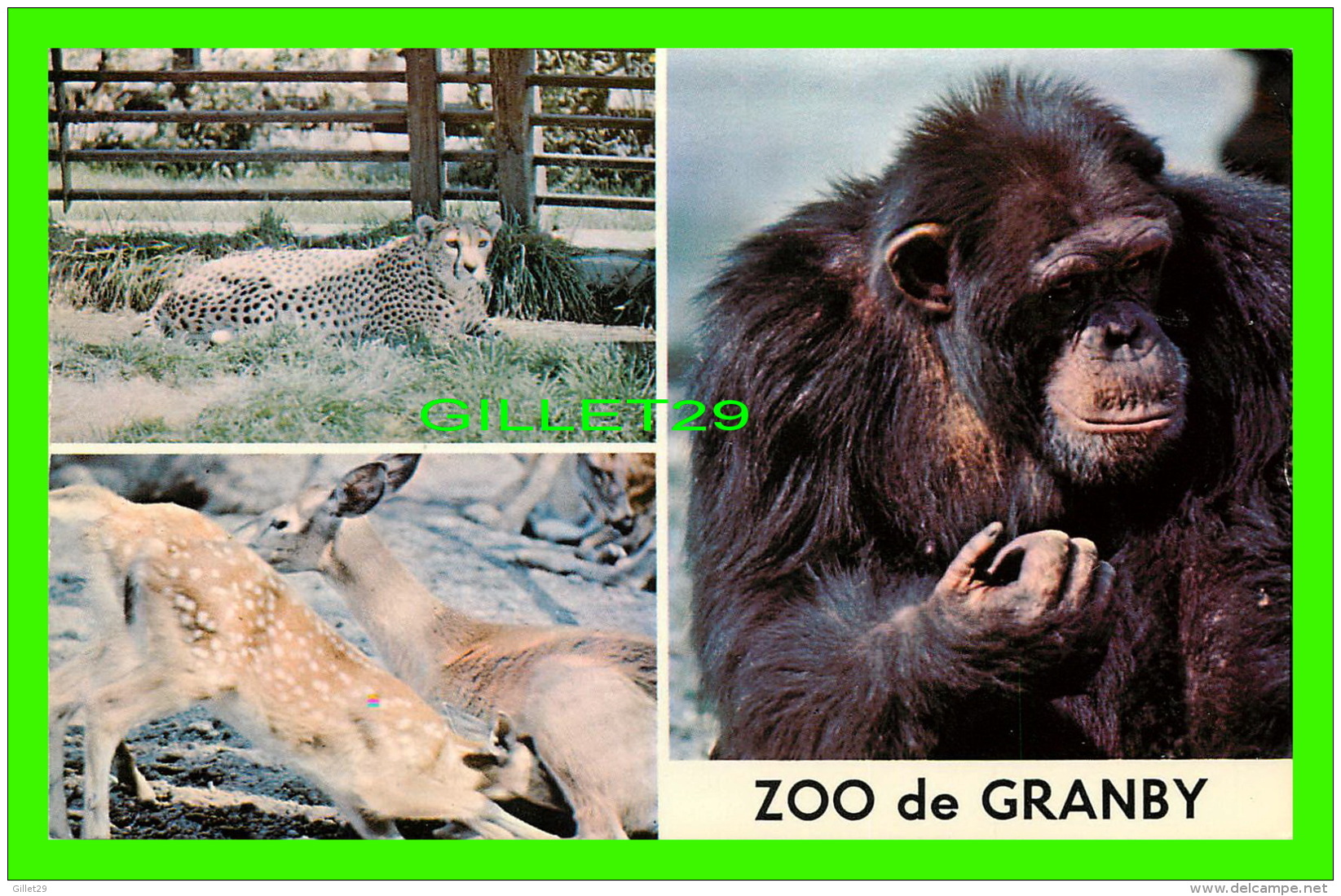 GRANBY, QUÉBEC - CHIMPAZÉ, GUÉPARO, CHEVREUIL - JARDIN ZOOLOGIQUE DE GRANBY - CIRCULÉE EM 1966 - - Granby