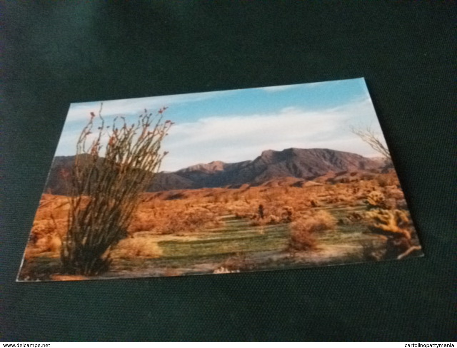 CACTUS IN FIORE ANZA BORREGO DESERT CALIFORNIA USA - Cactusses