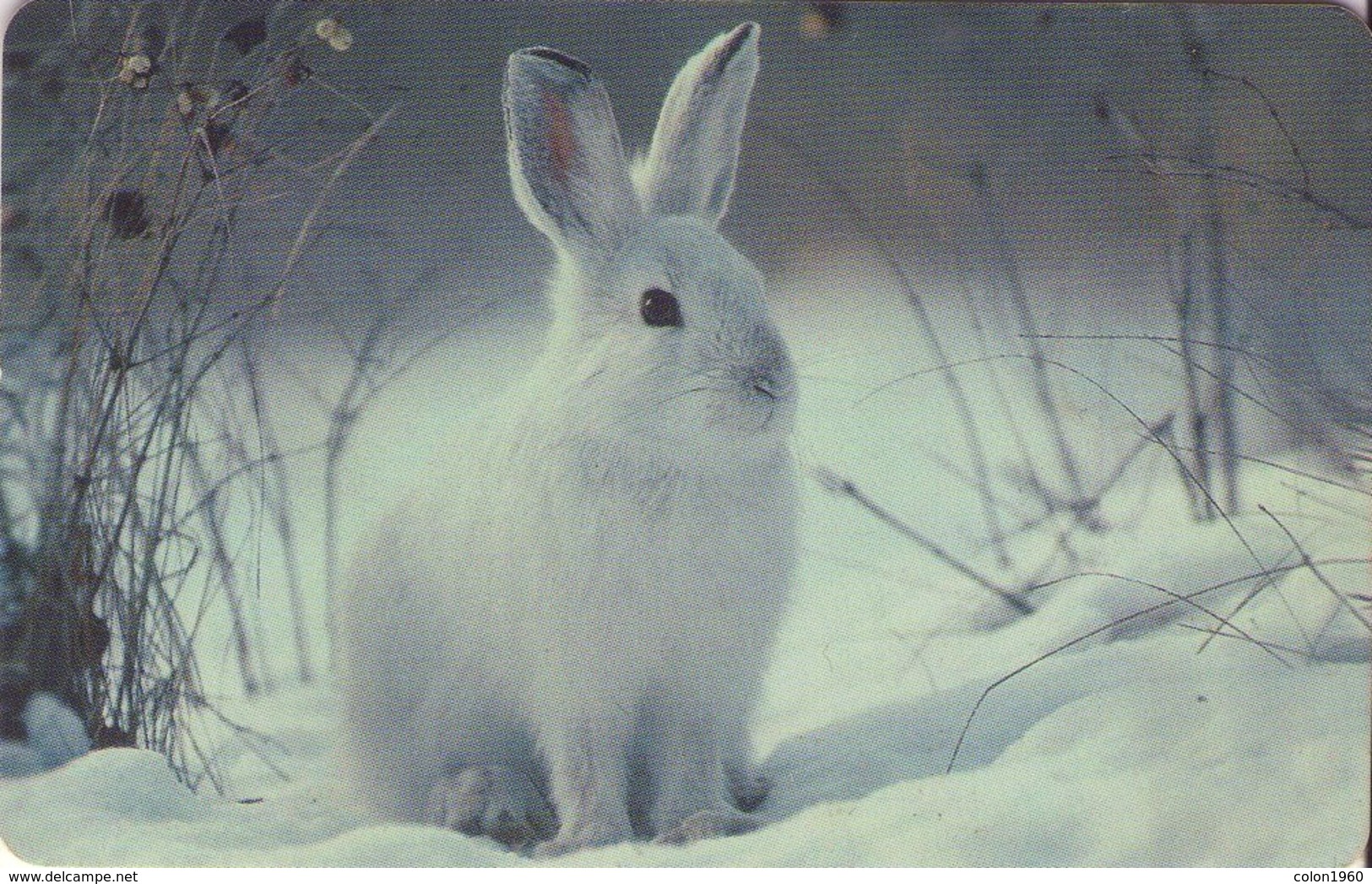 ALEMANIA. PD 13/02-2.2. FAUNA - LIEBRE. Arktische Tierwelt 3 - Schneeschuhhase. 2002-08. (096) - Conejos