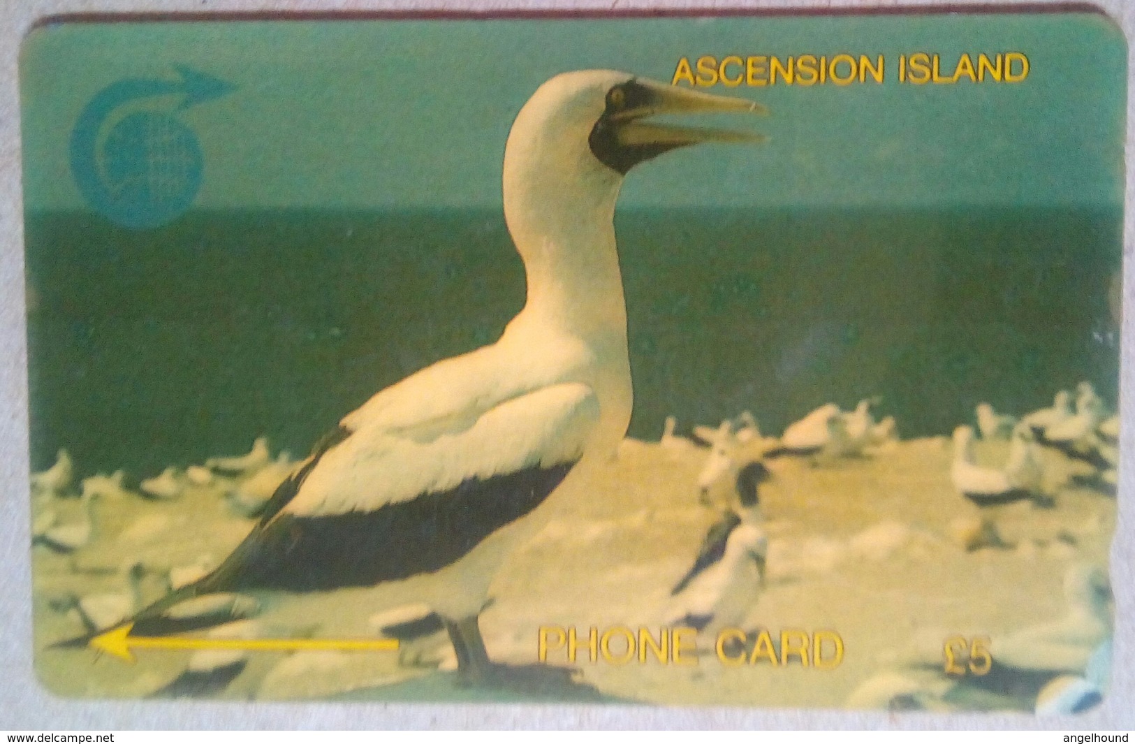 4CASA Booby Bird 5 Pounds - Isole Ascensione