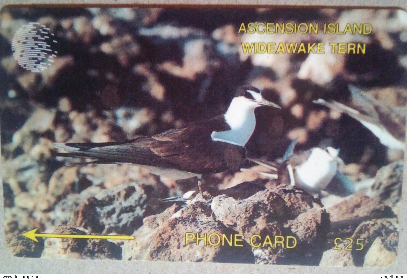 Ascension Island 3CASD Wideawake Tern 25 Pounds - Ascension (Ile De L')