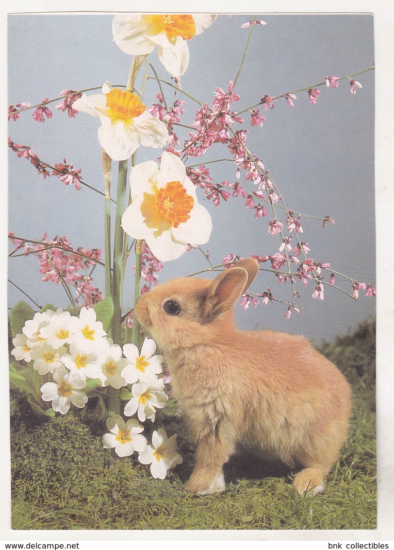 Germany Old Uncirculated Postcard - Animals - Rabbit - Bull