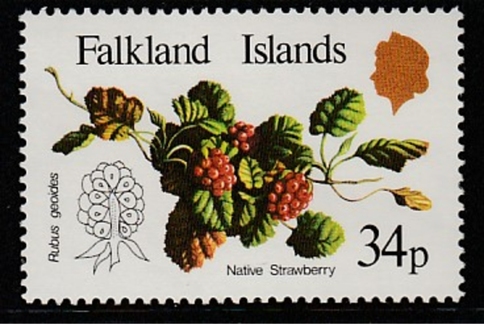 Falkland Islands 1983 Native Fruits 34 P Multicolored SW 400 ** MNH - Falklandinseln