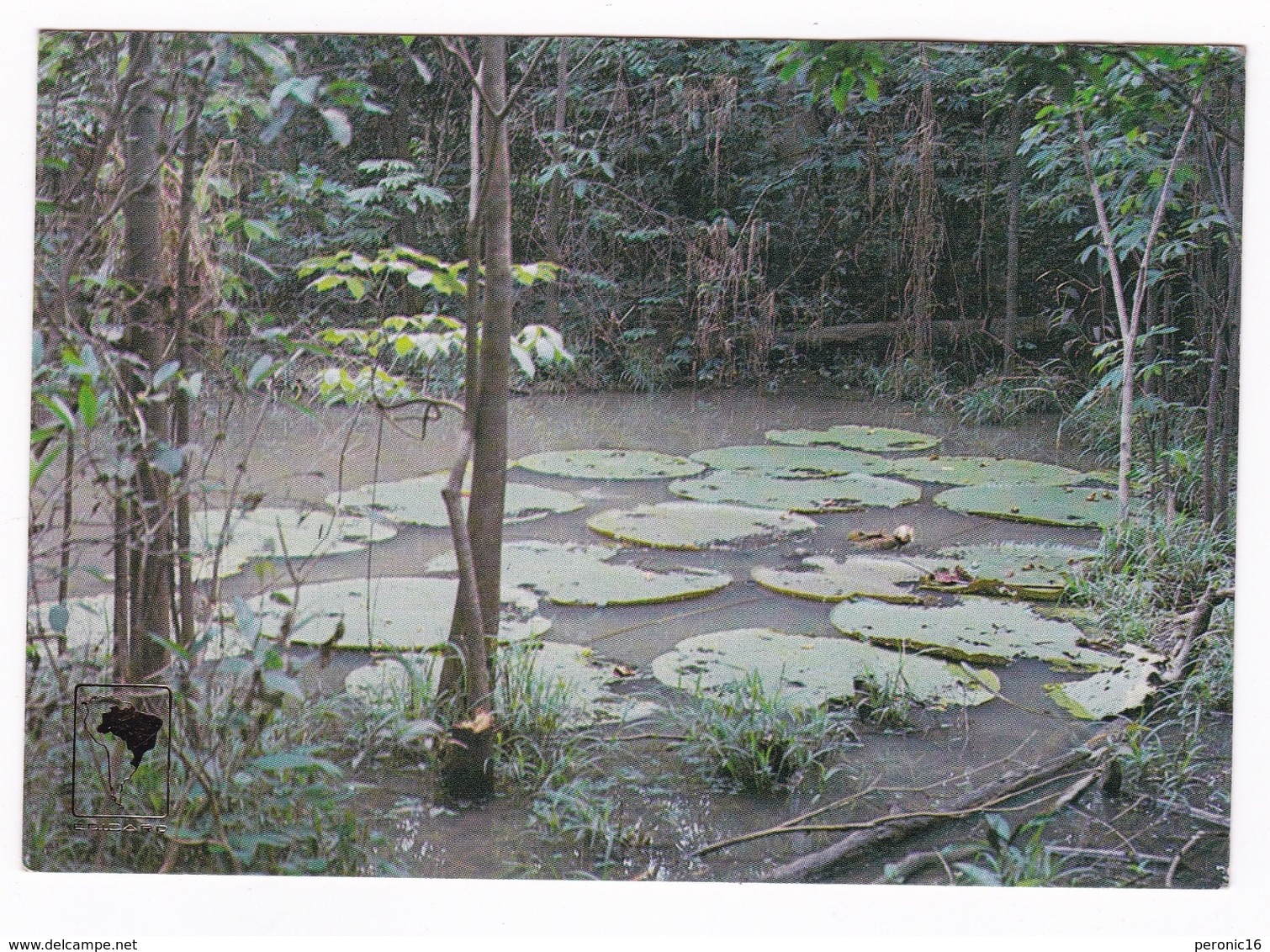 Jolie CPM Coul., Brésil, Manaus, Victoria Régia. A Voyagé En 1980 - Manaus