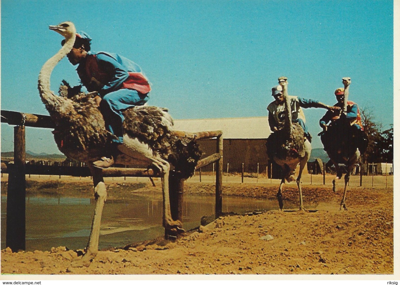 Ostrich Racing  Oudtshoorn  Cape  South Africa.   # 01590 - Other & Unclassified