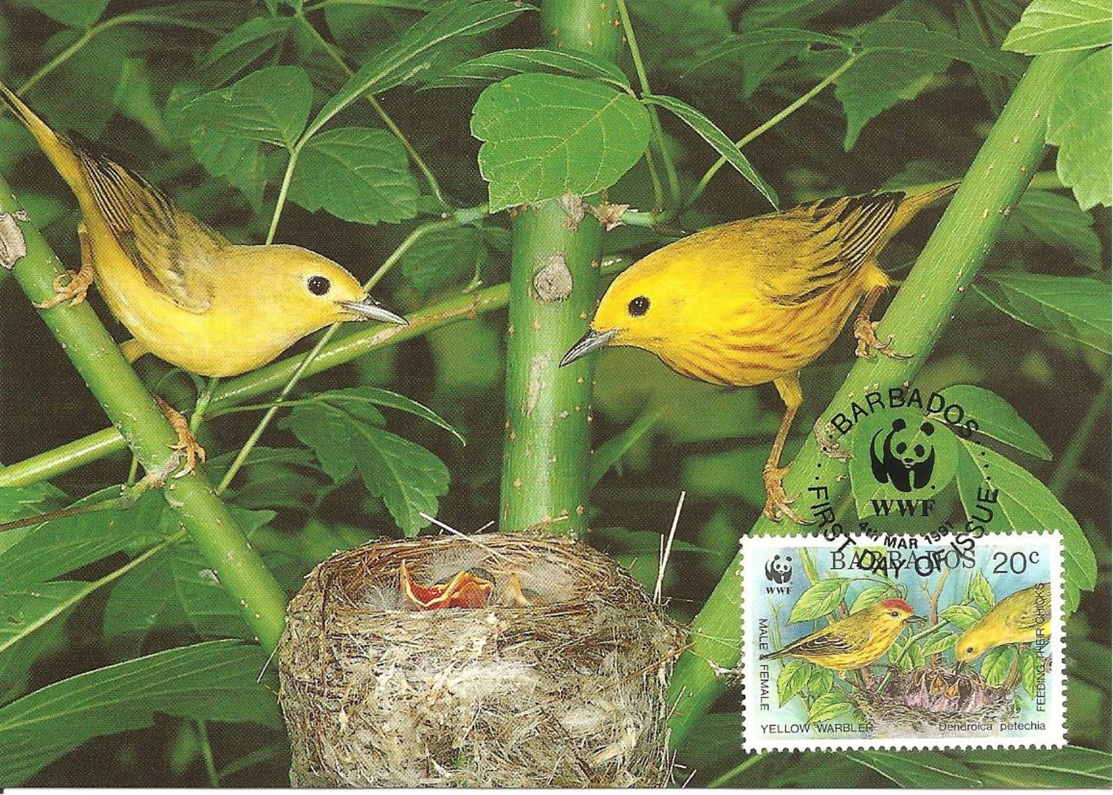 1991 - BARABADOS -  Iles Barbades -  Yellow Warbler - Fauvette Jaune - Barbades