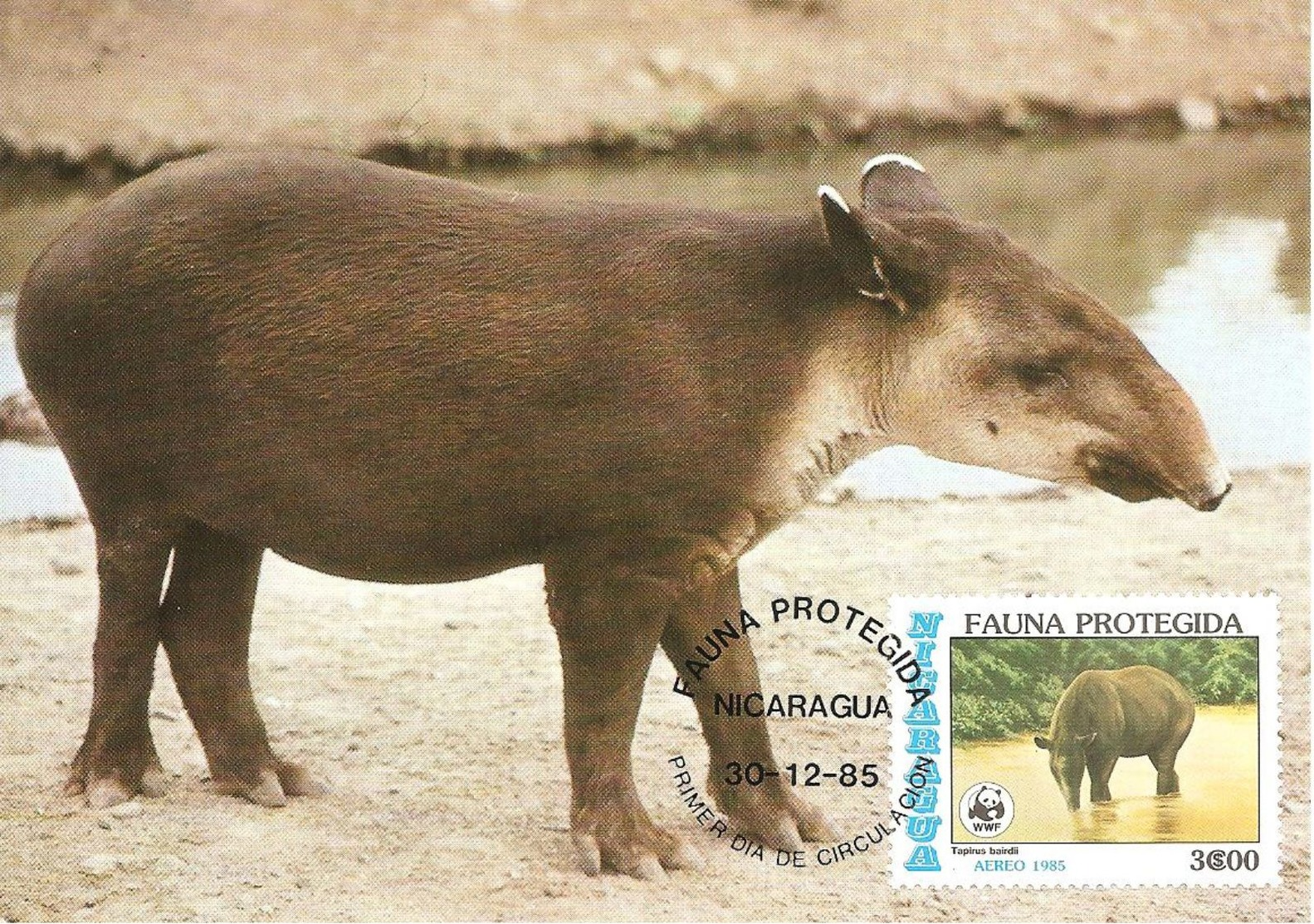 1985 - NICARAGUA  -  Tapir D'amerique Centrale - Nicaragua