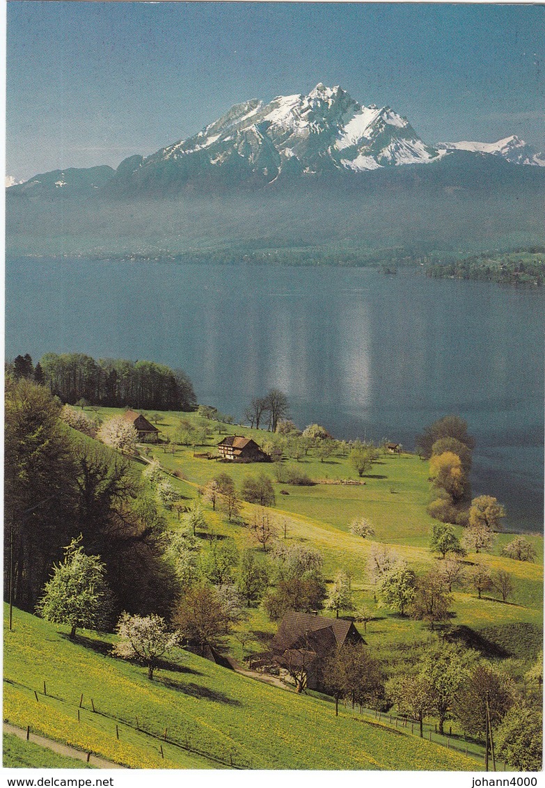 Schweiz Vierwaldstättersee - Wald