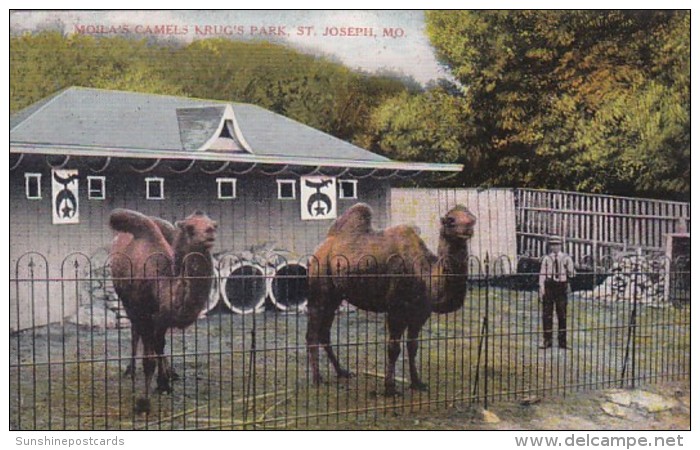 Missouri St Joseph Moila's Camels In Krug's Park - St Joseph