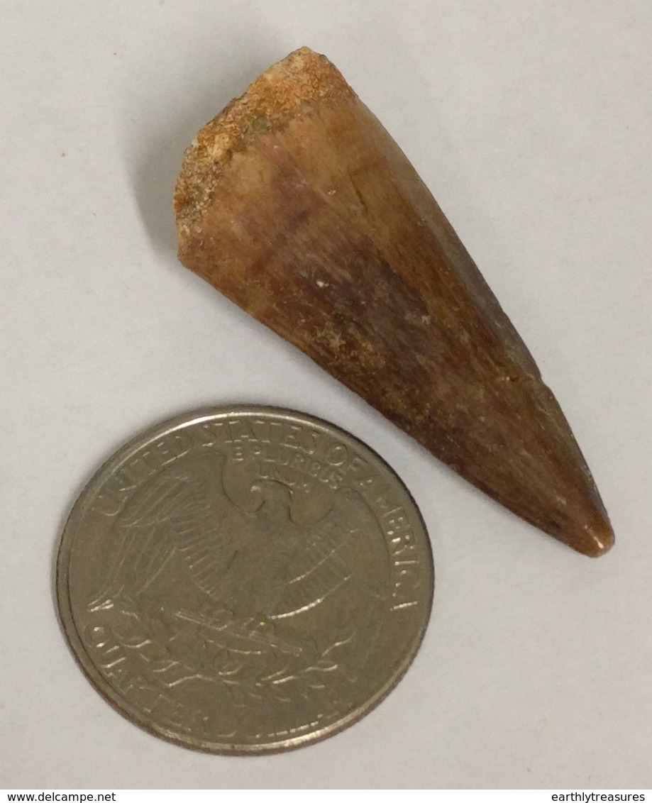 Cretaceous Age Fossil MOSASAUR TOOTH (G7200) - Fossiles