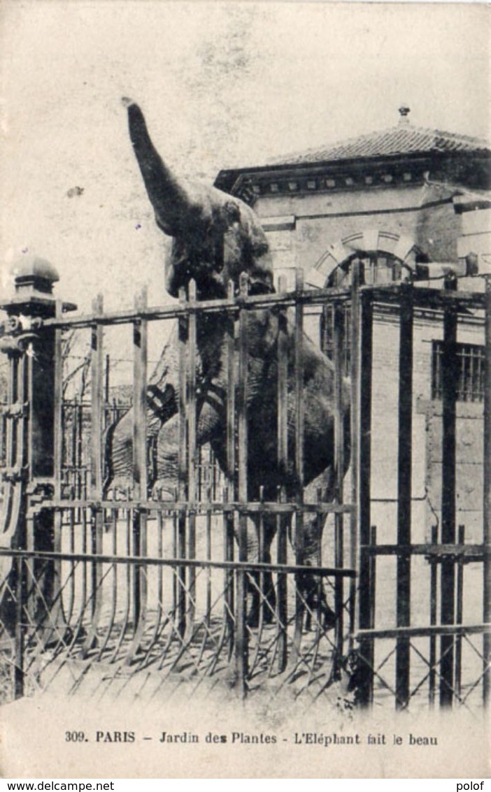 PARIS - Jardin Des Plantes  - L' Eléphant Fait Le Beau  (104358) - Autres & Non Classés