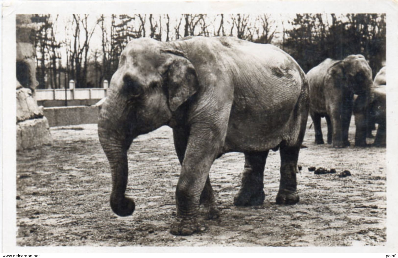 Parc Zoologique Du Bois De VINCENNES - Eléphant D' Asie (104365) - Elefanti