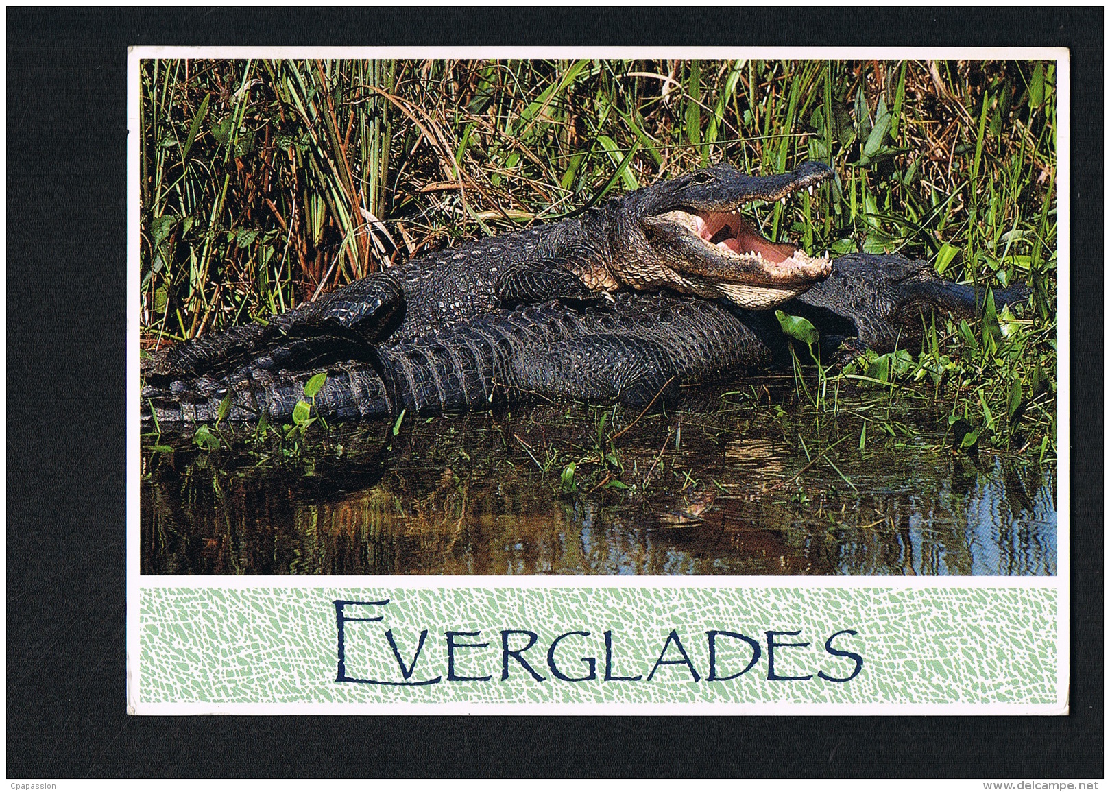 FLORIDA - U.S.A. - American Alligators - EVERGLADES - Voyagée 1993- Scans Recto Verso  -Paypal Free - Autres & Non Classés