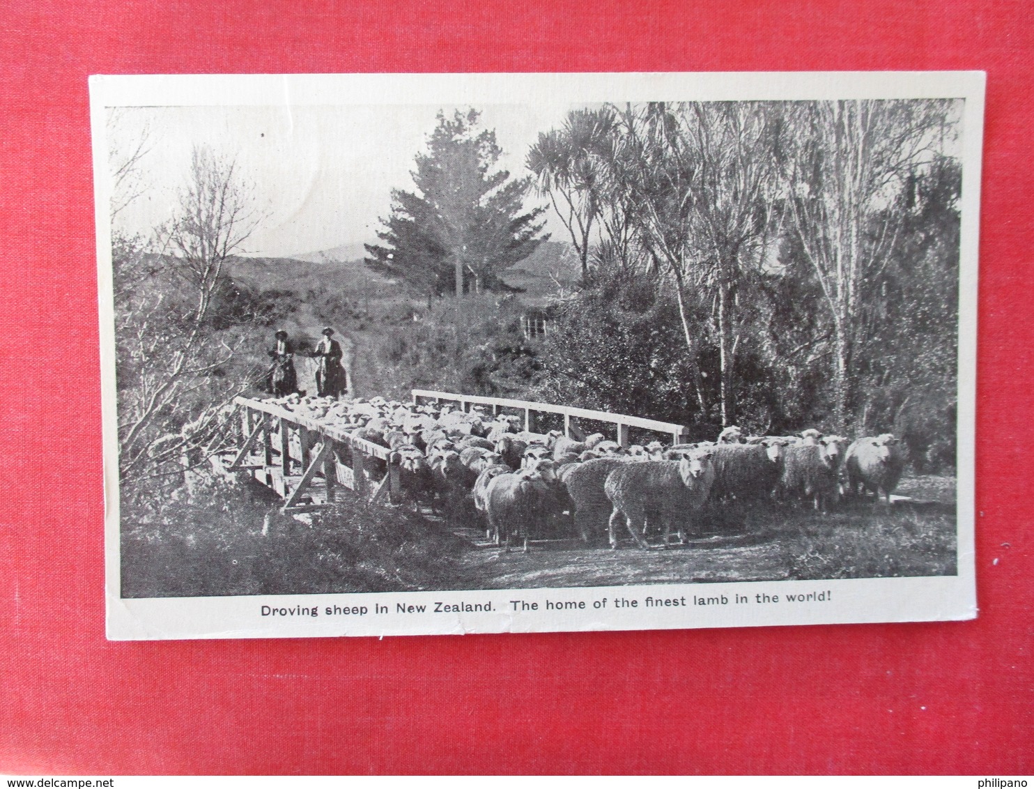 Droving Sheep In   New Zealand >ref 2916 - New Zealand