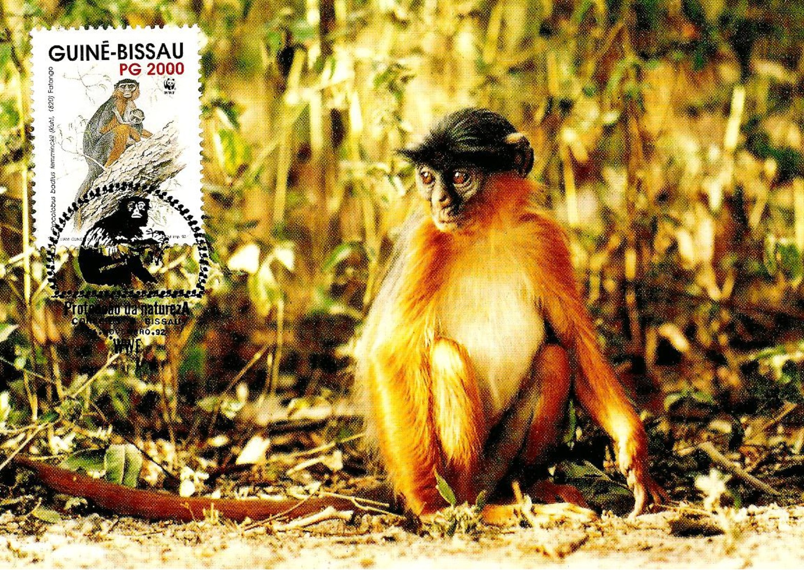 1992 -  GUINE BISSAU -  Western Red Colobus Monkey - Colobe Bai Singe - Guinea-Bissau