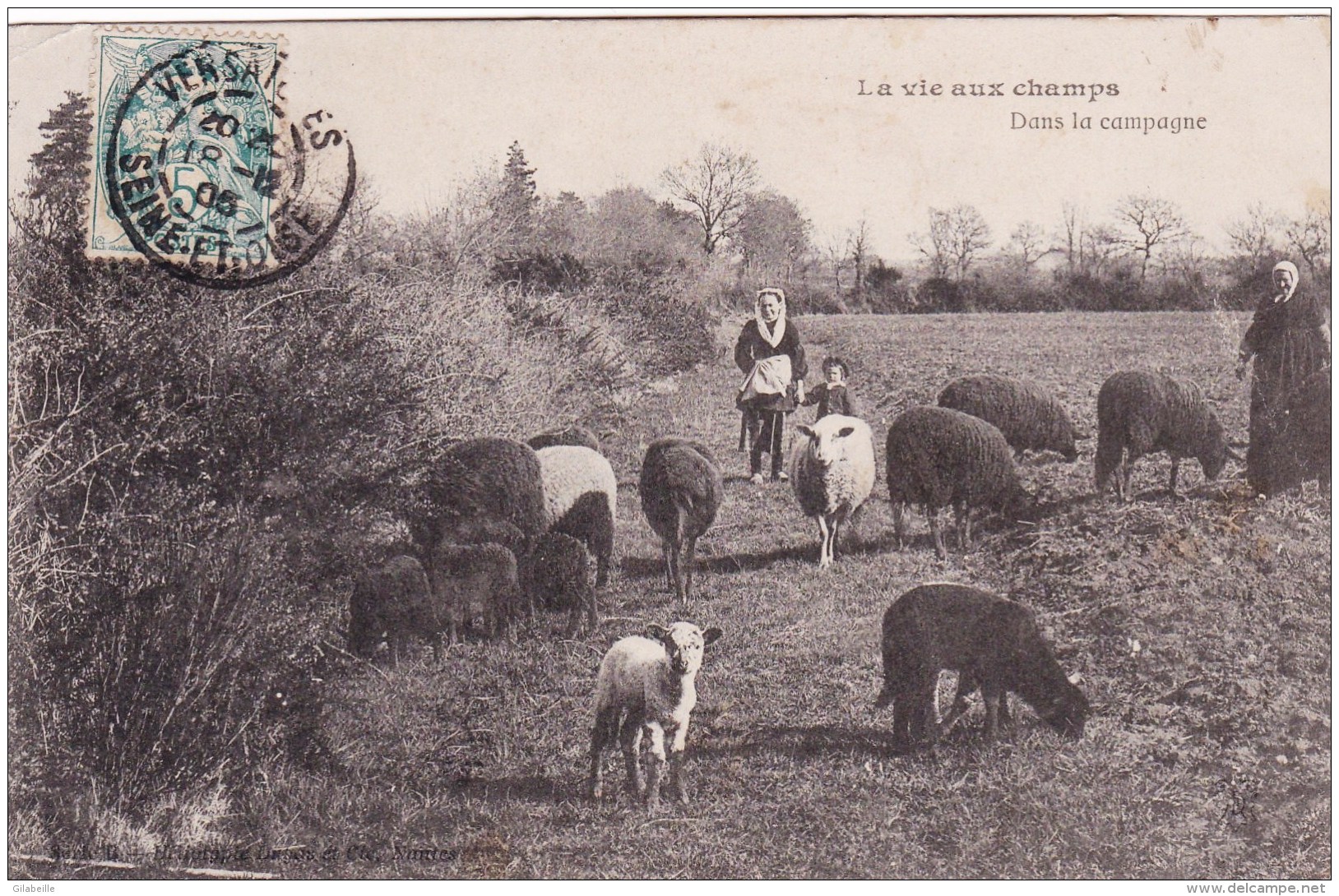 Agriculture - La Vie Aux Champs - Dans La Campagne - Moutons Au Paturage - Elevage