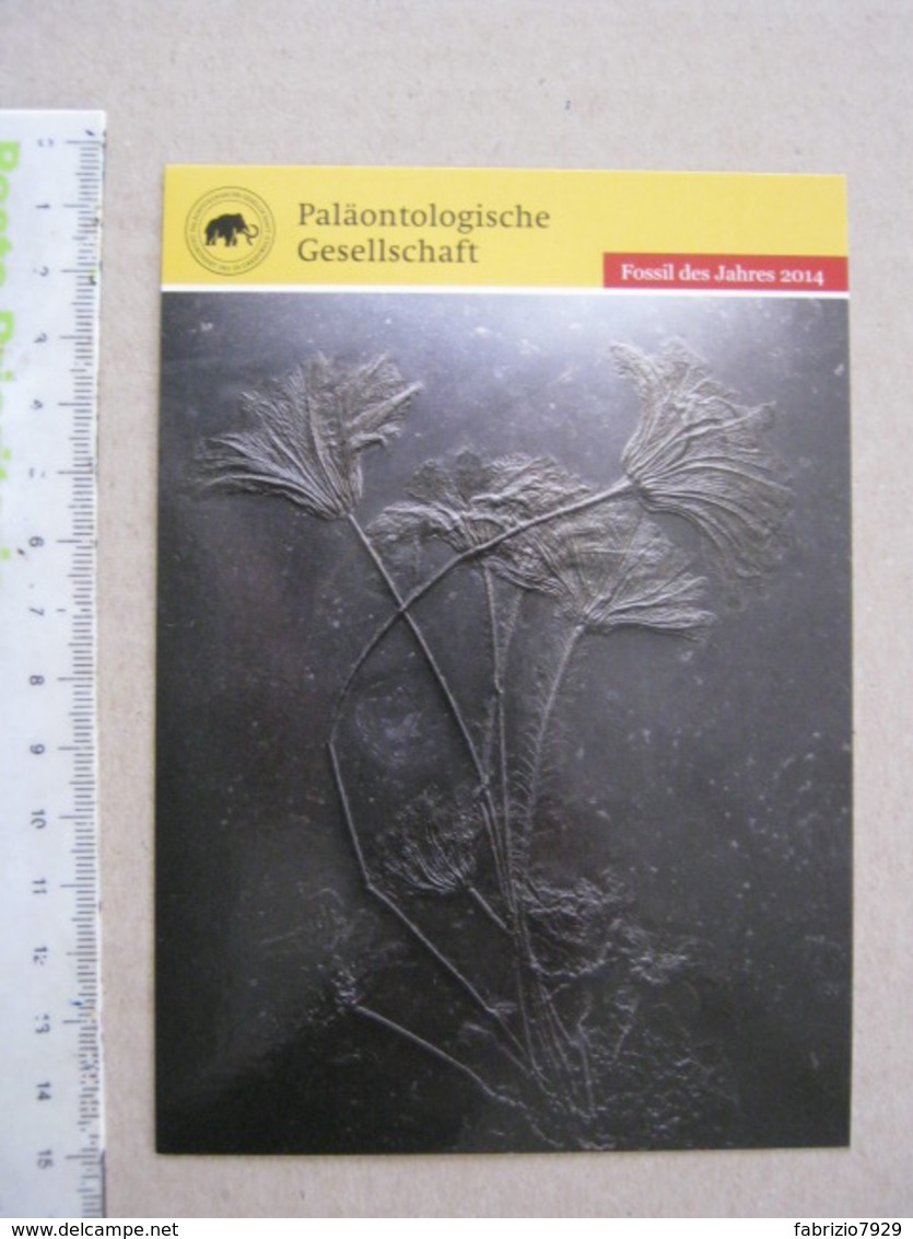 Z.06 FOSSILI POST CARD GERMANY - FOSSIL DES JAHRES 2014 - SEIROCRINUS - Storia